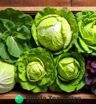 Ilustración colorida de 14 tipos de lechuga en un jardín