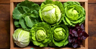 Ilustración colorida de 14 tipos de lechuga en un jardín