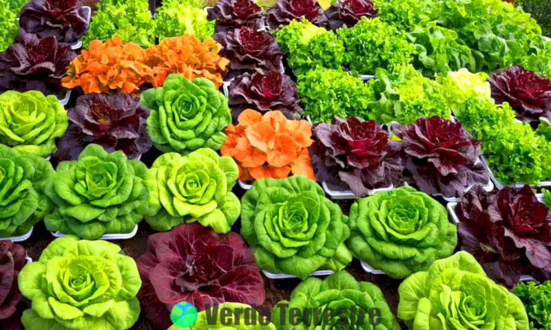 Variedades de lechuga coloridas dispuestas artísticamente en un jardín luminoso