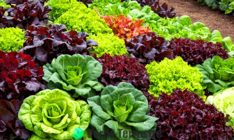 Arreglo artístico de 14 tipos de lechuga etiquetados en un jardín vibrante, con luz solar filtrándose entre los árboles