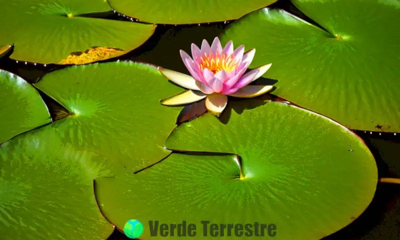 Lirio de agua en plena floración flotando en un estanque tranquilo, rodeado de hojas verdes y reflejos suaves