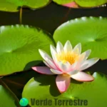 Lirio de agua en flor sobre un estanque sereno