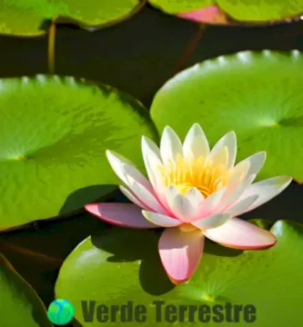 Lirio de agua en flor sobre un estanque sereno