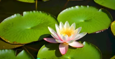 Lirio de agua en flor sobre un estanque sereno