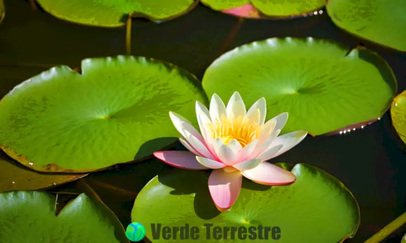 Lirio de agua en flor sobre un estanque sereno