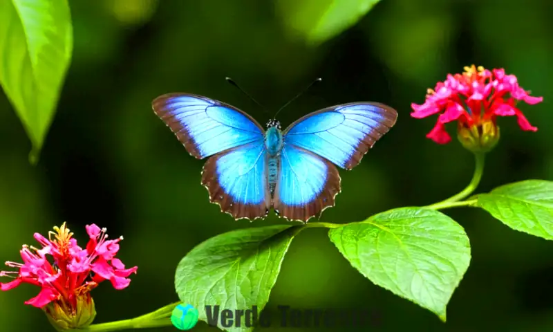 Mariposa azul posada en una hoja verde, rodeada de flores coloridas y un ecosistema tropical