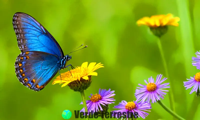 Mariposa azul posada sobre una flor vibrante en un hábitat verde, con un fondo de pradera soleada