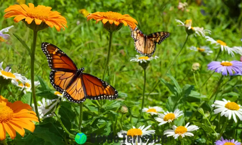 Ilustración de mariposas de diversas especies en un jardín soleado con flores coloridas