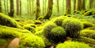 Primer plano de musgos de diversos tipos en un bosque iluminado por la luz del sol