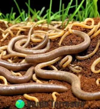 Ilustración educativa de nematodos en su hábitat natural