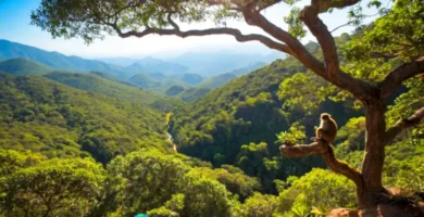 Paisaje de un bosque en México con árboles altos