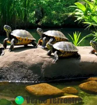 Tortugas semi-aquáticas en un entorno natural