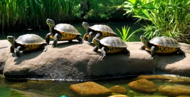 Tortugas semi-aquáticas en un entorno natural