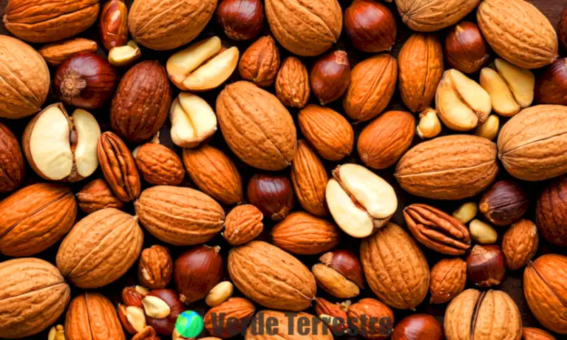 Ilustración botánica colorida de ocho tipos de nueces, con la nuez japonesa en el centro, en un fondo de bosque vibrante