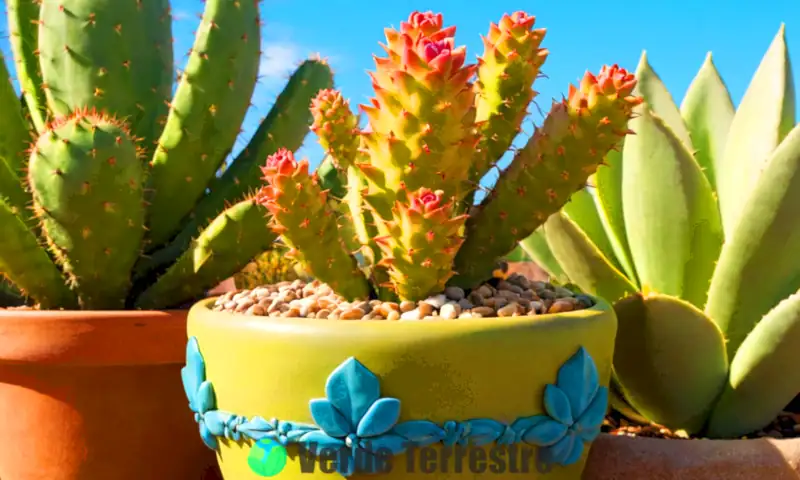 Ilustración hiperrealista de una suculenta Shrek Ear en una maceta rústica, rodeada de cactus coloridos y un cielo azul claro