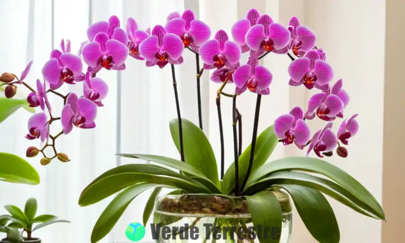 Orquídeas vibrantes en un jarrón de vidrio con agua, rodeadas de hojas verdes