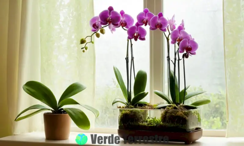 Ilustración de orquídeas saludables en agua, con raíces visibles, en un jardín interior iluminado por el sol, acompañadas de herramientas de jardinería