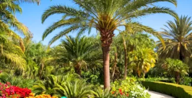 Jardín tropical con 21 palmeras ornamentales rodeadas de flores vibrantes y vegetación exuberante bajo un cielo azul
