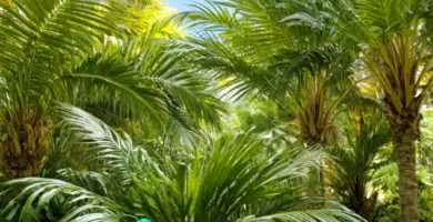 Palmeras arecas en un jardín tropical