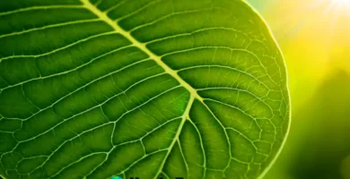 Ilustración educativa de una hoja con sus partes etiquetadas