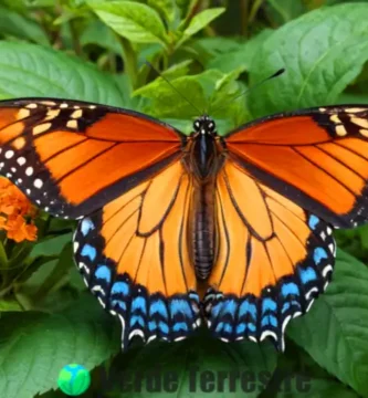 Ilustración detallada de una mariposa en un jardín vibrante