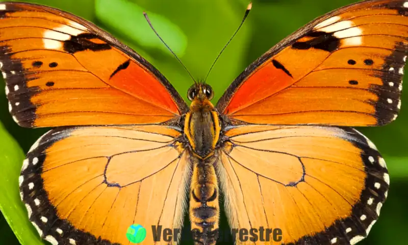 Sección ilustrada del abdomen de una mariposa, mostrando órganos y estructuras en un entorno natural vibrante