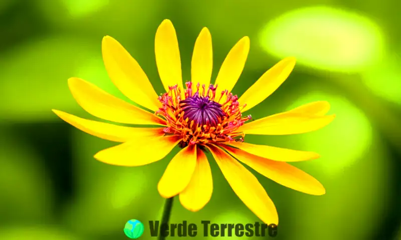 Ilustración de un sépalo colorido con detalles intrincados, rodeado de pétalos y hojas verdes en un fondo de jardín desenfocado