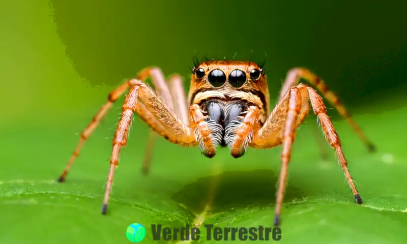 Anatomía de una araña con sus partes esenciales en un entorno natural, destacando patas, abdomen y cefalotórax