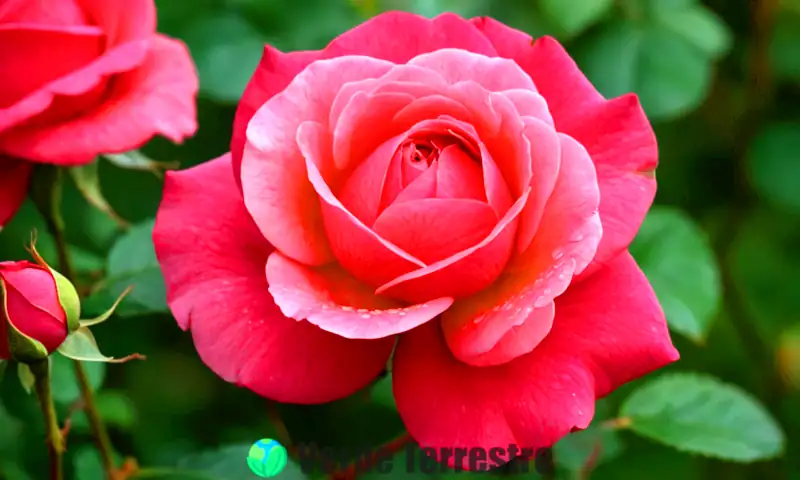 Primer plano artístico de una rosa en flor con pétalos rojos y rosas, sobre un fondo de jardín difuminado