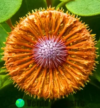 Close-up de un estoma de planta rodeado de hojas verdes en un jardín soleado