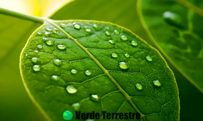 Close-up de una hoja de planta con estomas visibles en un jardín verde iluminado por el sol