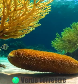 Varias especies de pepinos de mar en su hábitat natural