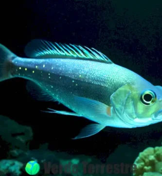 Pececito linterna brillante en aguas profundas