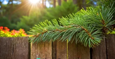 Acercamiento a un pino enano en un jardín sereno
