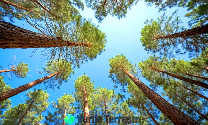 Portada artística con doce variedades de pinos en un bosque sereno, destacando sus características únicas bajo una luz suave