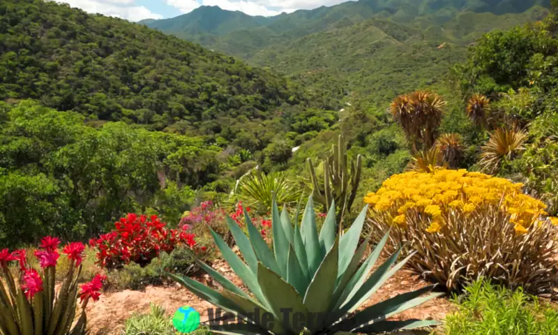 Ilustración vibrante de 20 plantas en peligro de extinción de México, rodeadas de un entorno natural exuberante y un paisaje montañoso