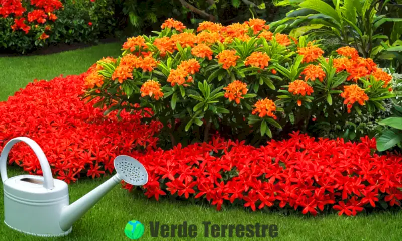 Ilustración de una planta Ixora vibrante con flores rojas y amarillas en un jardín, rodeada de herramientas de jardinería y pequeñas plagas