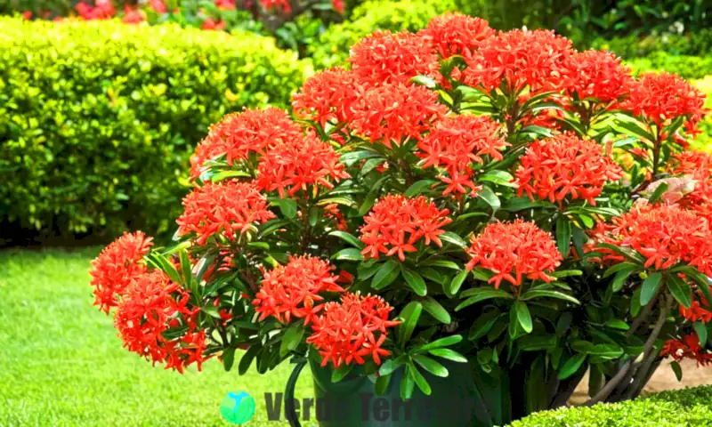 Planta de ixora en flor en un jardín soleado, con herramientas de jardinería cercanas