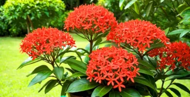 Planta Ixora vibrante en un jardín tropical