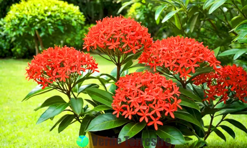 Planta Ixora vibrante en un jardín tropical