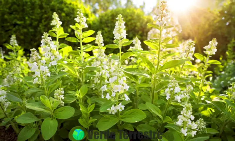 Planta de orégano saludable con hojas verdes y flores blancas en un jardín herbal, rodeada de albahaca y tomillo