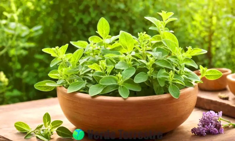 Planta de orégano en un jardín herbal sereno, rodeada de cuencos de orégano seco y flores delicadas bajo una luz suave