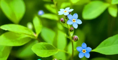 Flor azul "no me olvides" en primer plano