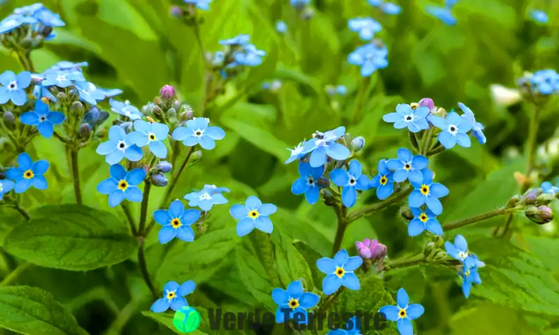 Ilustración colorida de flores de olvido en un jardín verde, con herramientas de jardinería y un cielo soleado