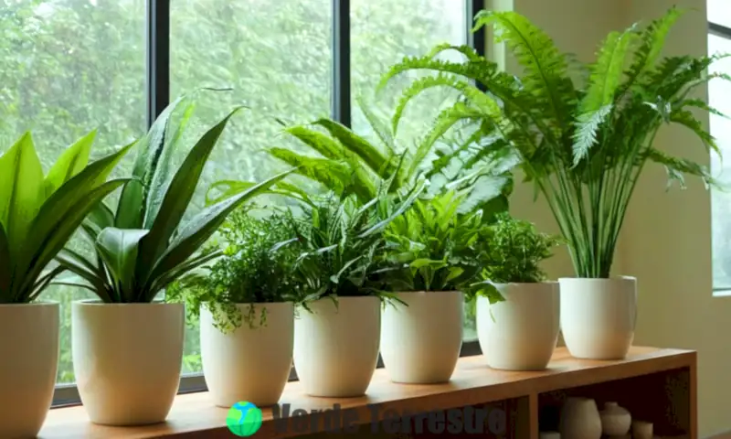 Estante elegante con 20 plantas de interior diversas en un acogedor salón iluminado