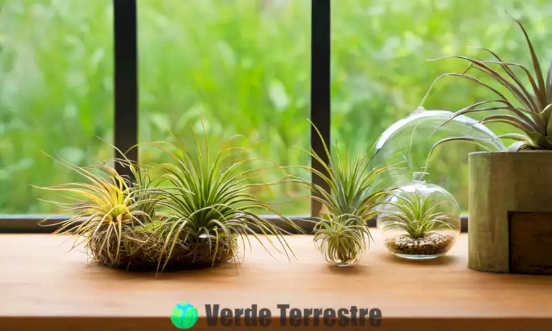 Plantas aéreas vibrantes en un ambiente luminoso y sereno, con un fondo de tonos neutros y elementos de cuidado