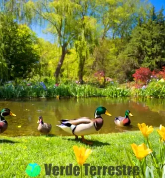 Patos de diferentes especies forrajeando en un parque luminoso junto a un estanque