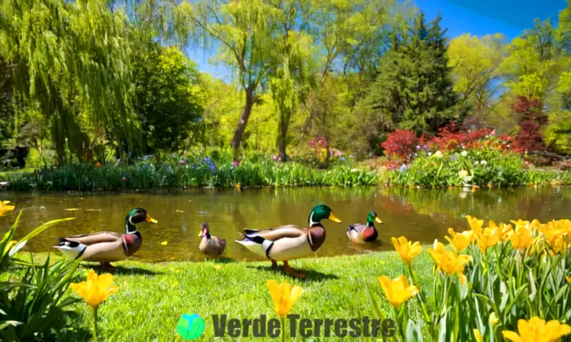 Patos de diferentes especies forrajeando en un parque luminoso junto a un estanque