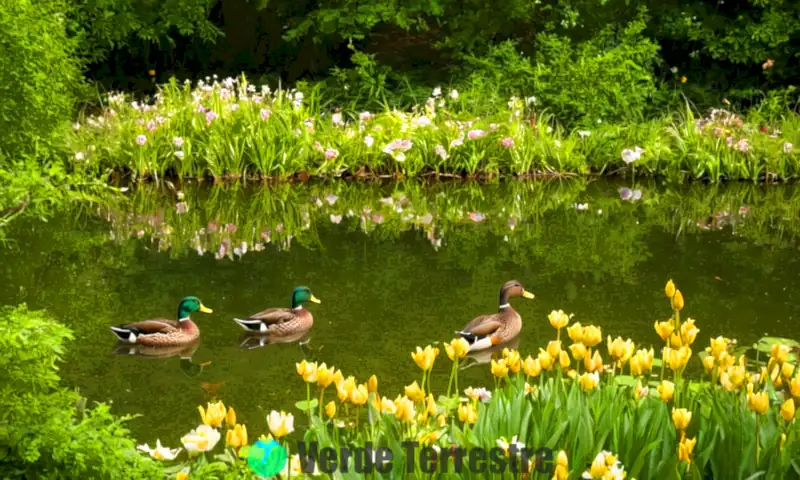 Patos salvajes alimentándose en un tranquilo estanque rodeado de vegetación y flores