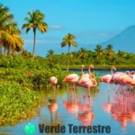 Flamingos alimentándose en una laguna poco profunda